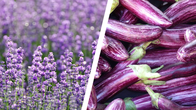 Does purple really exist or is it just a product of the brain?