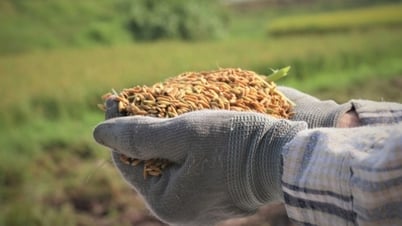 Xuất khẩu gạo: Giữ đà cạnh tranh với Thái Lan