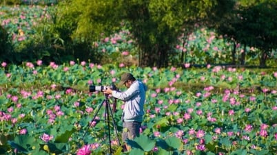 Trà Lý mùa sen nở mang vẻ đẹp hoang sơ hút hồn du khách