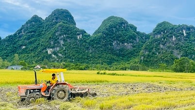Bảo đảm thắng lợi vụ hè-thu