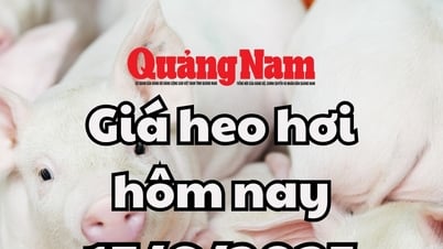 តម្លៃជ្រូកថ្ងៃនេះ ថ្ងៃទី 17 ខែមិថុនា ឆ្នាំ 2025៖ ភាគខាងត្បូងមានបាតថ្មីចុះមកត្រឹម 70,000 ដុង/គីឡូក្រាម