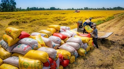 Giá lúa gạo hôm nay 17/6: Gạo nguyên liệu tăng nhẹ, lúa Hè Thu giảm giá cục bộ