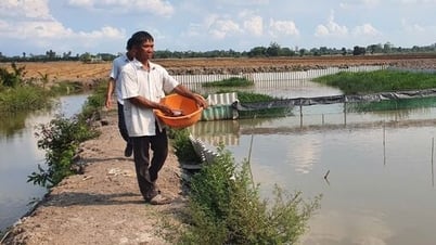 Triển vọng từ nuôi ba ba