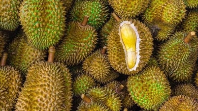 Giá sầu riêng hôm nay 17/6: Miền Tây giá thấp do ảnh hưởng mưa kéo dài
