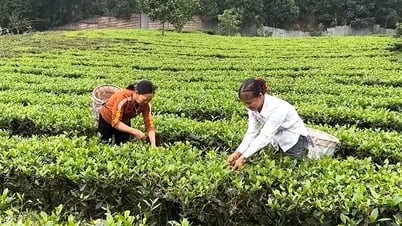 จังหวัดเยนไป๋ได้ออกรหัสพื้นที่เพาะปลูกจำนวน 103 รหัส