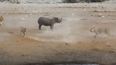 Tê giác cái đang mang thai lọt vào vòng vây của bầy sư tử và cái kết