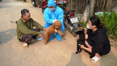 เสร็จสิ้นการฉีดวัคซีนครั้งแรกให้ปศุสัตว์แล้ว