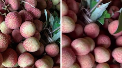 Vải được mùa tràn thị trường, giá chỉ từ 5.000 đồng/kg