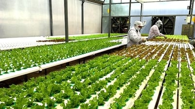 Bổ sung chính sách tín dụng khuyến khích nông nghiệp hữu cơ, tuần hoàn