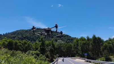 Использование дронов для спасения бамбуковых деревьев в Куангбине