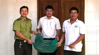 Rare python weighing 21kg discovered crawling into a house