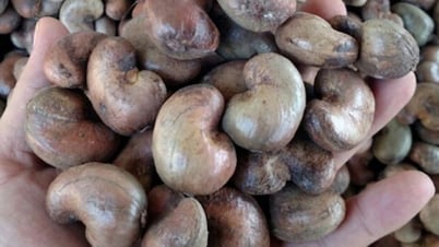 Vietnamese businesses speed up purchasing Cambodian cashew nuts, spending billions of dollars to import