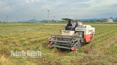 Yên Mô khẩn trương thu hoạch cây trồng vụ Đông Xuân