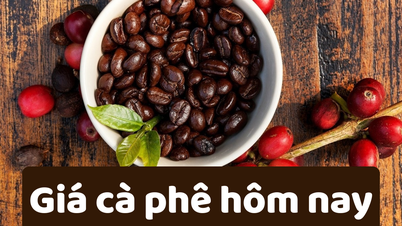 Giá cà phê hôm nay 17/6/2025: Tiếp tục giảm nhẹ