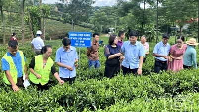 Nông dân góp sức hiện thực hóa mục tiêu 'cây tỷ đô'
