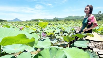 Đẹp ngỡ ngàng mùa sen Trà Lý, du khách ùn ùn đến check-in