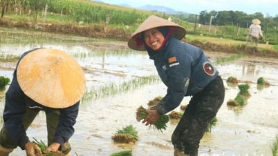 Thợ cấy Nghệ An 'đắt khách' ngày nắng nóng
