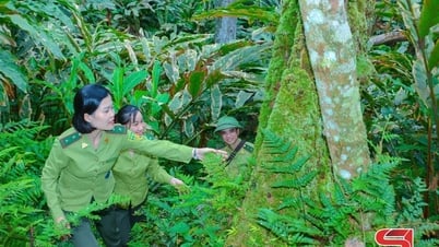 Protecting Ta Xua special-use forest