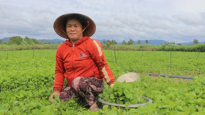 Trồng rau má mang lại thu nhập ổn định
