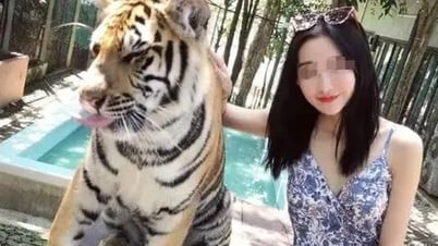 Thảm họa sở thú: Hổ thành nạn nhân mê tín, khách đua nhau nhổ lông lấy lộc