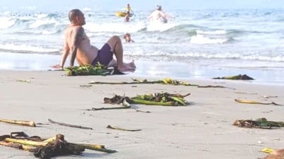 ผักตบชวา 'ล้อมรอบ' ชายหาดดานัง หลังพายุลูกที่ 1