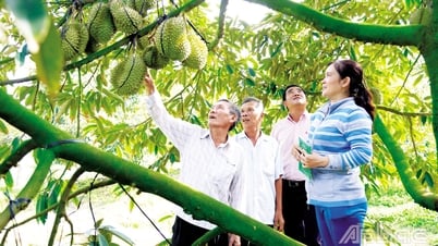 Tiền Giang sau 50 năm giải phóng: Nông nghiệp chuyển dịch mạnh mẽ