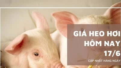 Giá heo hơi hôm nay 17/6: Giảm nhẹ tại miền Nam, miền Bắc tiếp tục đứng giá