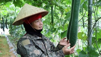 Eficiencia económica del modelo cooperativo de hortalizas seguras de Van Phuc