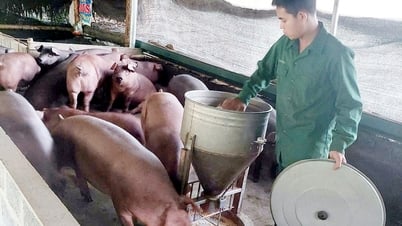 Nhịp sống mới ở Tùng Bá