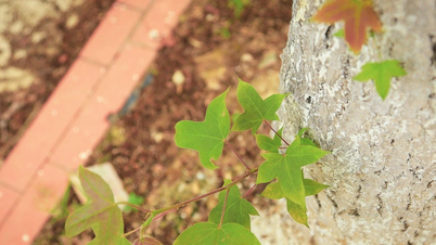 Unique tree species, leaves are delicious, Hanoi grows a lot