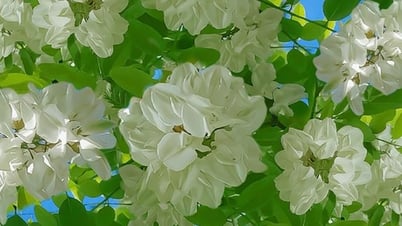 Ve sầu mùa hạ