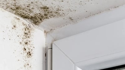 Nguy cơ sức khỏe từ nấm mốc trong nhà mùa mưa