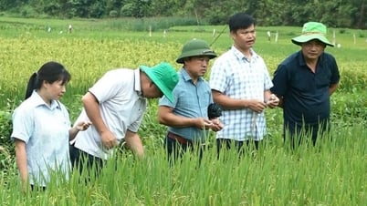 Yen Bai ជំរុញការផ្ទេរ និងការអនុវត្តវិទ្យាសាស្ត្រ និងបច្ចេកវិទ្យាក្នុងផលិតកម្ម។