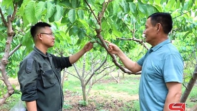 Hướng tới vụ na bội thu