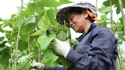 Sức sống mới trên đồng dâu Trấn Yên