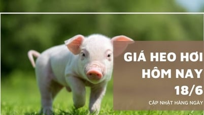 Pig price today June 18: Continuing to decrease in the South, price...