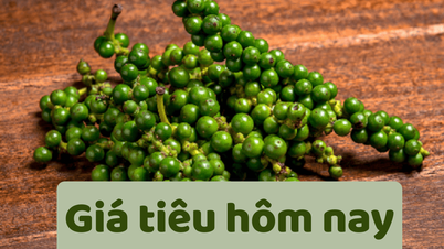 Giá tiêu hôm nay 18/6/2025: Giảm xuống thấp nhất trong 1 năm