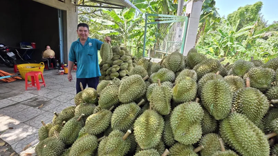 Quickly overcome limitations in durian production and consumption