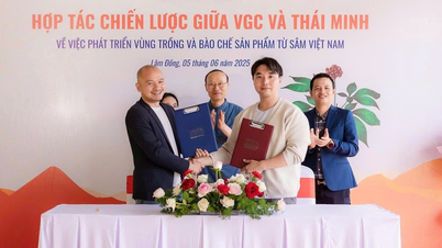 Sâm Thái Minh ‘bắt tay’ VGC: Chiến lược mở rộng vùng trồng bằng công nghệ Hàn Quốc