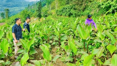 Mở hướng phát triển nông nghiệp sạch, an toàn, bền vững  - Báo Cao Bằng điện tử