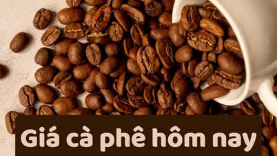 Giá cà phê hôm nay 18/6/2025: Giảm mạnh liên tiếp