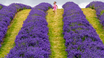 Dịu dàng mùa hoa lavender ở Scotland