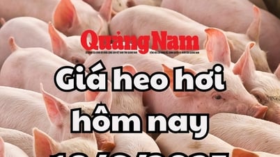 Schweinepreis heute, 18. Juni 2025: Süd stark gesunken, Mitte leicht gesunken