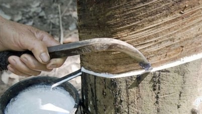 Rubber price today June 18: Slight increase on the floors...