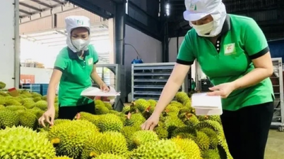 How will Vietnamese fruits fare when China increases imports from other countries?