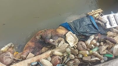 Xác lợn chết vứt đầy kênh mương thủy lợi