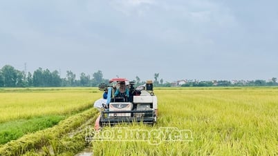 Paddy prices drop sharply, Hung Yen farmers worried about spring rice crop