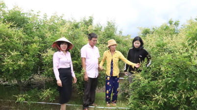[រូបថត] សួនផ្លែឈើពណ៌បៃតងខ្ចីពីដើមទុនឥណទានគោលនយោយបាយក្នុងស្រុក អ៊ាស៊ុប