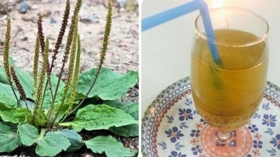 Cây mã đề nấu nước uống có tác dụng gì?
