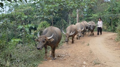 Pá Hu khai thác tiềm năng phát triển kinh tế